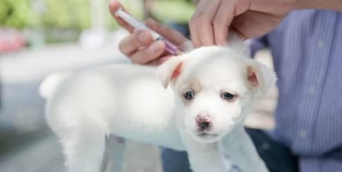 Importância da Vacina Viral para Cães